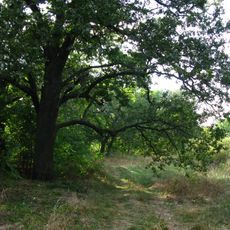 Old Viazivok Oaks