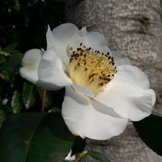 Estación Experimental de Plantas para Paisajes