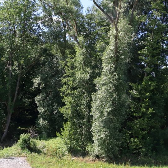 Feuchtgebiet "Bustadt"