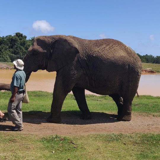 Elephant Sanctuary, The Crags, Plettenberg Bay