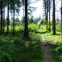 Weißenstadter Forst-Nord