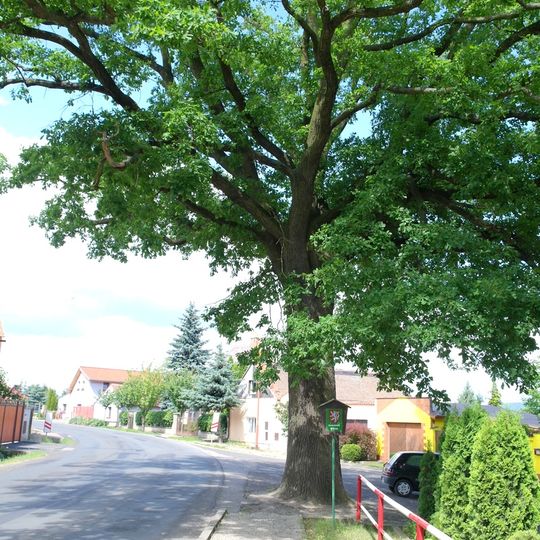 Dub v Bříze mezi rybníčky