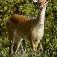Parc national de Keibul Lamjao