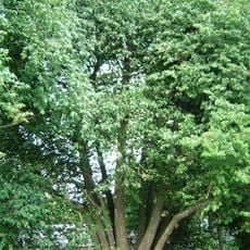 Antakalnio dešimtkamienė liepa