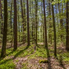 Südhang des Steinert nordöstlich Jesserndorf