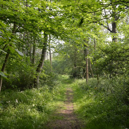 West Wood, Little Sampford