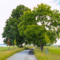 Silniční alej Herálec – Brušovec