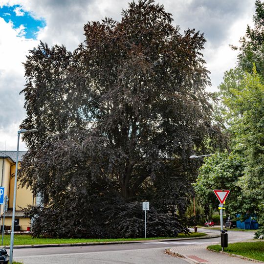 Buk lesní - červenolistý