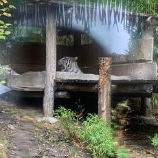 Tigers