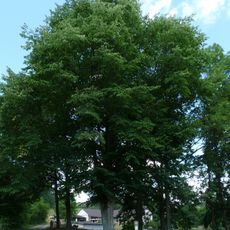 Famous trees in Horní Březinka
