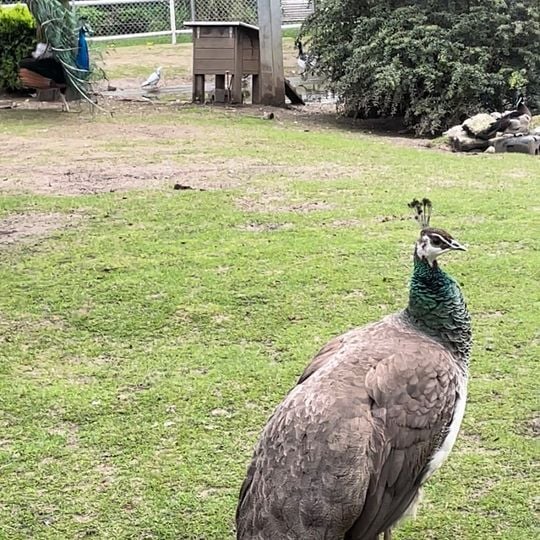 La volière de l'Impérial