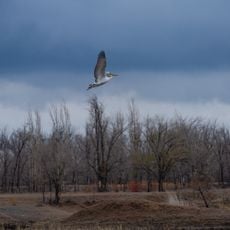 Zheskazgan Botanical Garden
