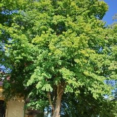 Lípa u kostela v Trstěnicích