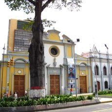 Ceiba de San Francisco