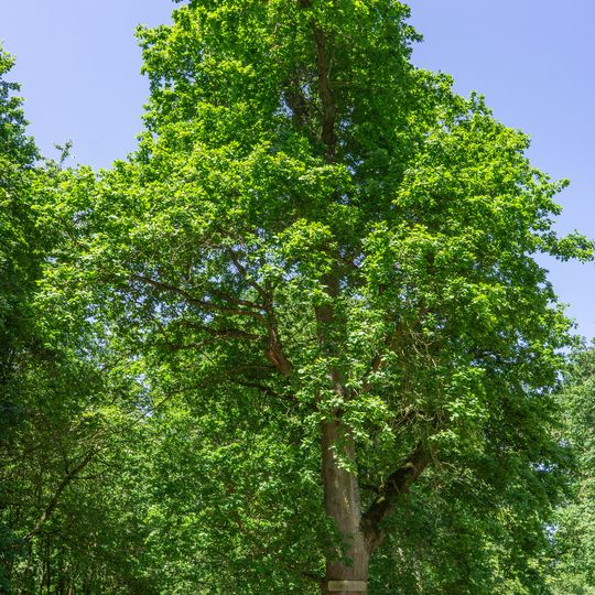 Friedenseiche von Villmar