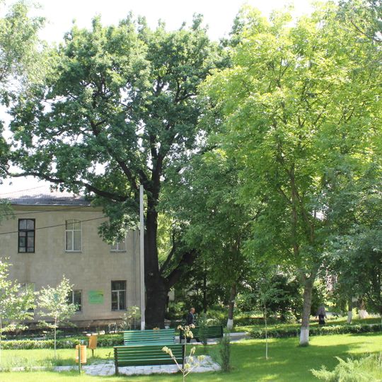 Quercus robur on Moldova State University campus
