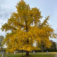 Ginkgo auf dem Friedhof