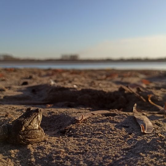 State Nature Sanctuary "Floodplain of the Irtysh River"