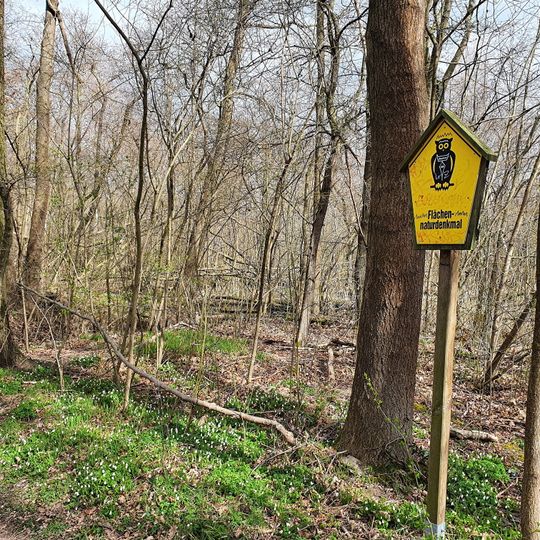 Seidelbastsumpf im Oberholz