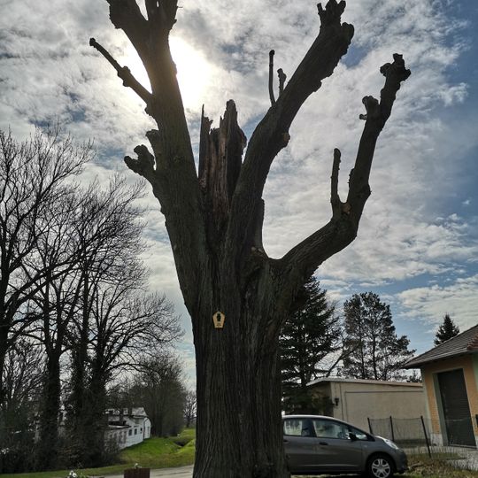 Naturdenkmal Winterlinde