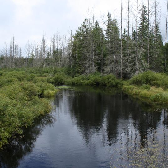 Selva Headwaters