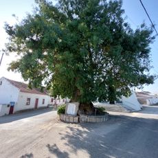 Árvore isolada em Azambujeira dos Carros - Largo da Capela