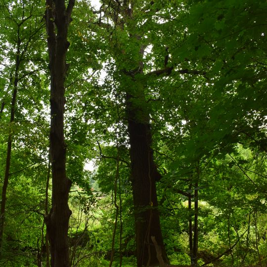 Naturdenkmal Eiche am alten Mühlenfließ zwischen Ort und Mühlenteich in Stücken