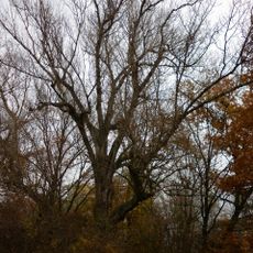 Topol černý u starého ramene v Polabinách