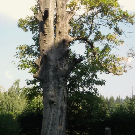 Klen u Svaté Magdalény