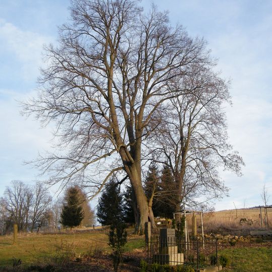 Lípa srdčitá u kostela v Lipové