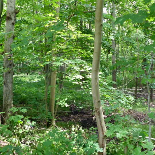 Kutschgeteich Moritzburg