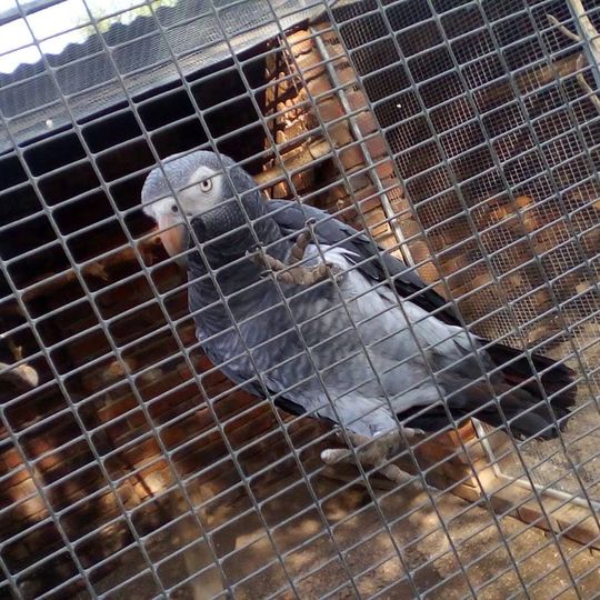 Openair Snakepark Polokwane