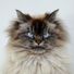 Merlin Ragdoll
