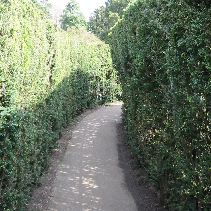 Hampton Court Palace Maze