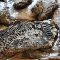 Scheller, neolithische Seeufersiedlung, Patenstation der Horgener-Kultur