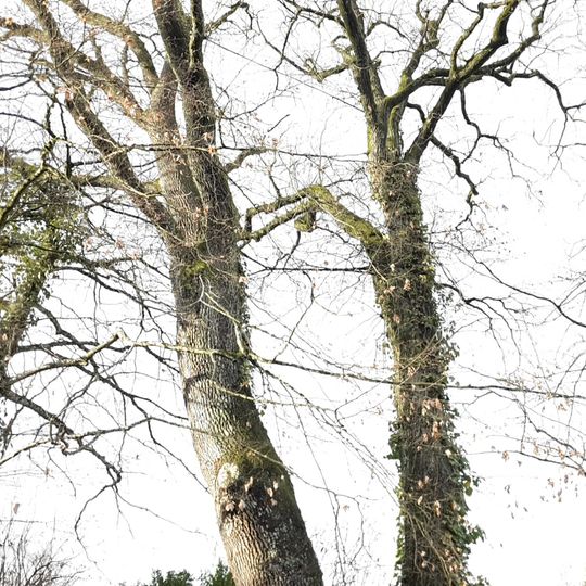 1 Linde bei Straßdorf