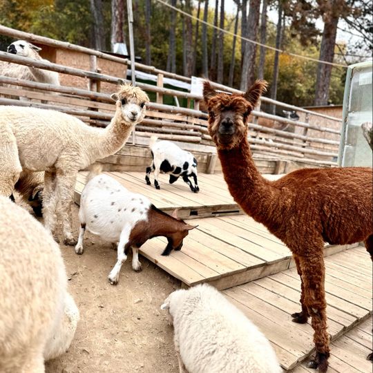 Зоокът Лесковец