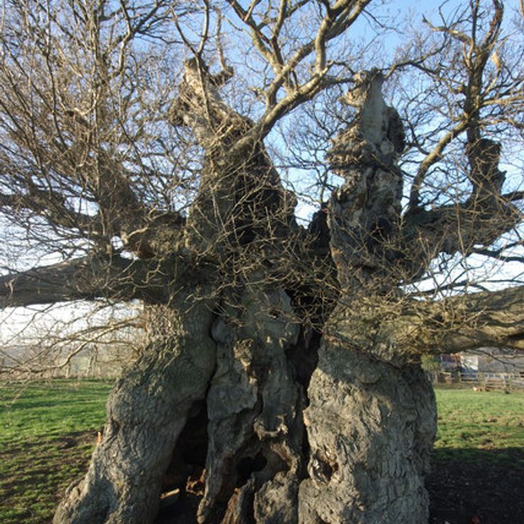 Bowthorpe Oak
