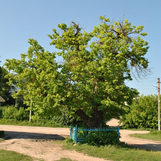Tilia cordata of Ivan Franko