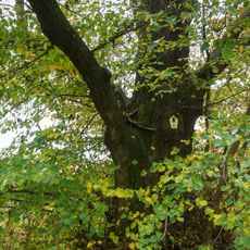 Two Tilia trees near Birkenhof