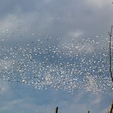 Chautauqua National Wildlife Refuge