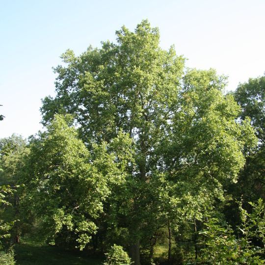 Platan u Panského dvorka