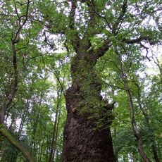 Dub s bizarním kmenem Na Cibulkách