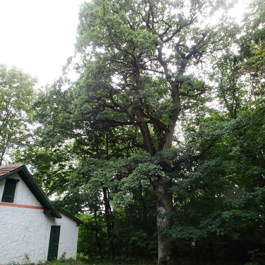 Dub u Kamenné búdy