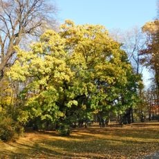Monumental field maple in Kombatantów Park in Warsaw