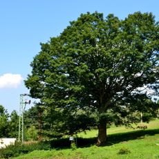 Javor klen ve Vejprtech