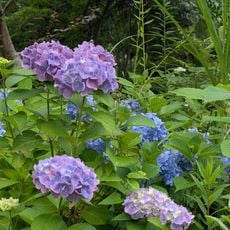 Wakunaga Garden