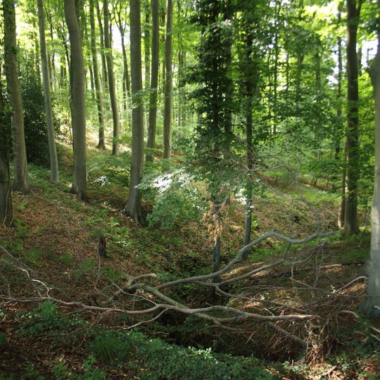 Bois de la Louvière