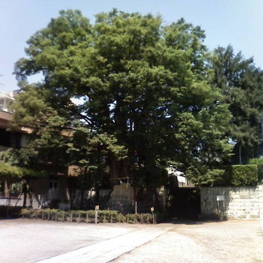 Große Zelkoven am Nerima-Hakusan-Schrein