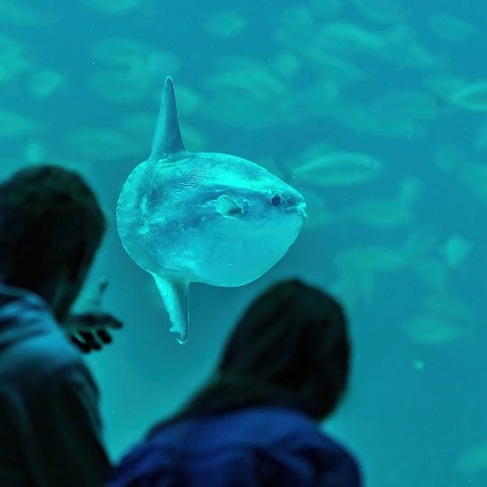 Nordsøen Oceanarium